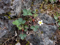 Fragaria virginiana platypetala