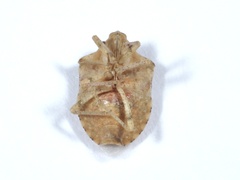 Tepa