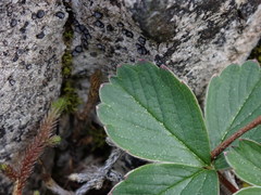 Fragaria virginiana platypetala
