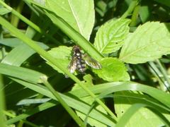 Portevinia maculata