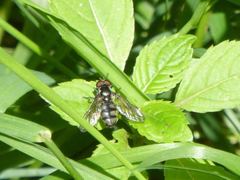 Portevinia maculata