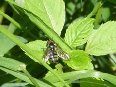 Portevinia maculata