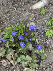 Hepatica nobilis