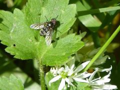 Portevinia maculata