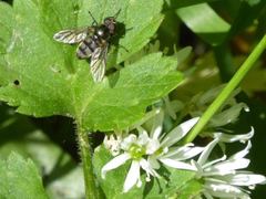 Portevinia maculata