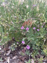 Erodium