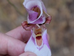 Calochortus argillosus