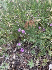 Erodium