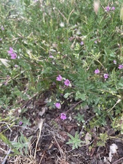 Erodium