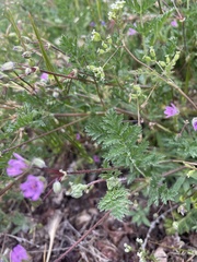 Erodium