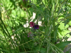 Cynoglossum officinale