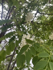 Robinia pseudoacacia
