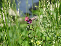 Cynoglossum officinale