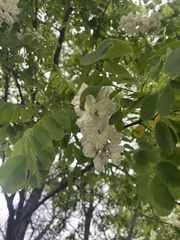 Robinia pseudoacacia