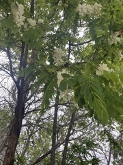 Robinia pseudoacacia