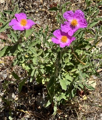 Cistus creticus