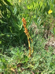 Orobanche teucrii