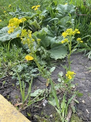 Barbarea vulgaris