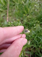 Viola arvensis