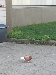 Columba livia domestica