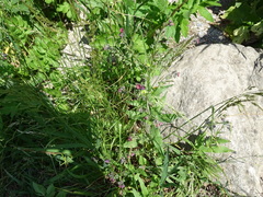 Cynoglossum officinale