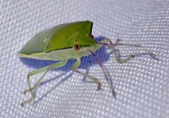 Bathycoelia distincta