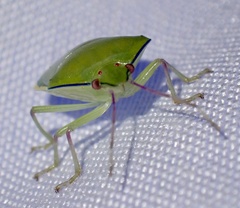 Bathycoelia distincta