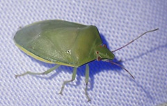 Bathycoelia distincta