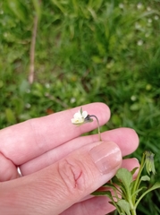 Viola arvensis
