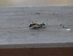 Malacosoma constricta