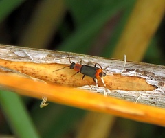Cerapheles terminatus