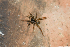 Allocosa absoluta
