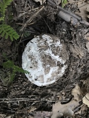 Calbovista subsculpta