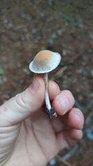Hypholoma