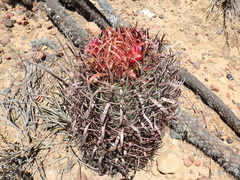 Ferocactus gracilis