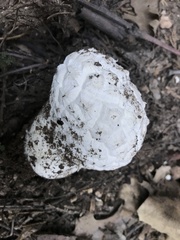 Calbovista subsculpta