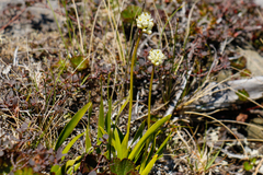 Triantha glutinosa