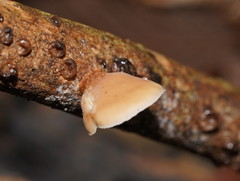 Lentinellus pulvinulus