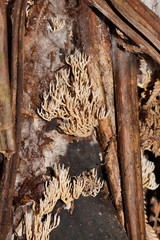 Phaeoclavulina ochracea