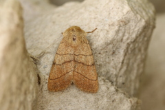 Charanyca trigrammica