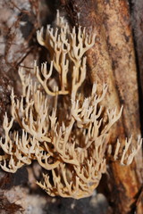 Phaeoclavulina ochracea