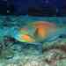 Guinean Parrotfish - Photo (c) Thomas Menut, some rights reserved (CC BY-NC), uploaded by Thomas Menut