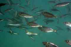 Selar crumenophthalmus