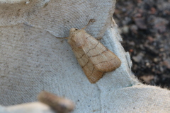 Charanyca trigrammica