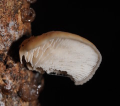 Lentinellus pulvinulus