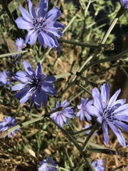 Cichorium intybus