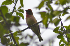 Carpodacus erythrinus