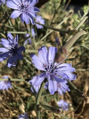 Cichorium intybus