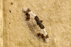Ligdia adustata