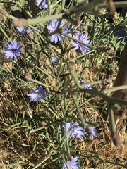 Cichorium intybus